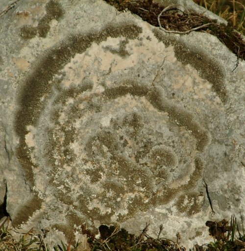 Sculture naturali